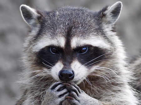 plotting raccoon